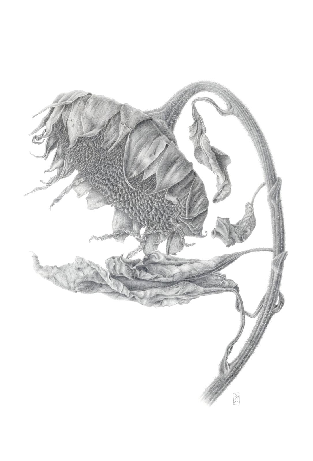 Sun-Dried